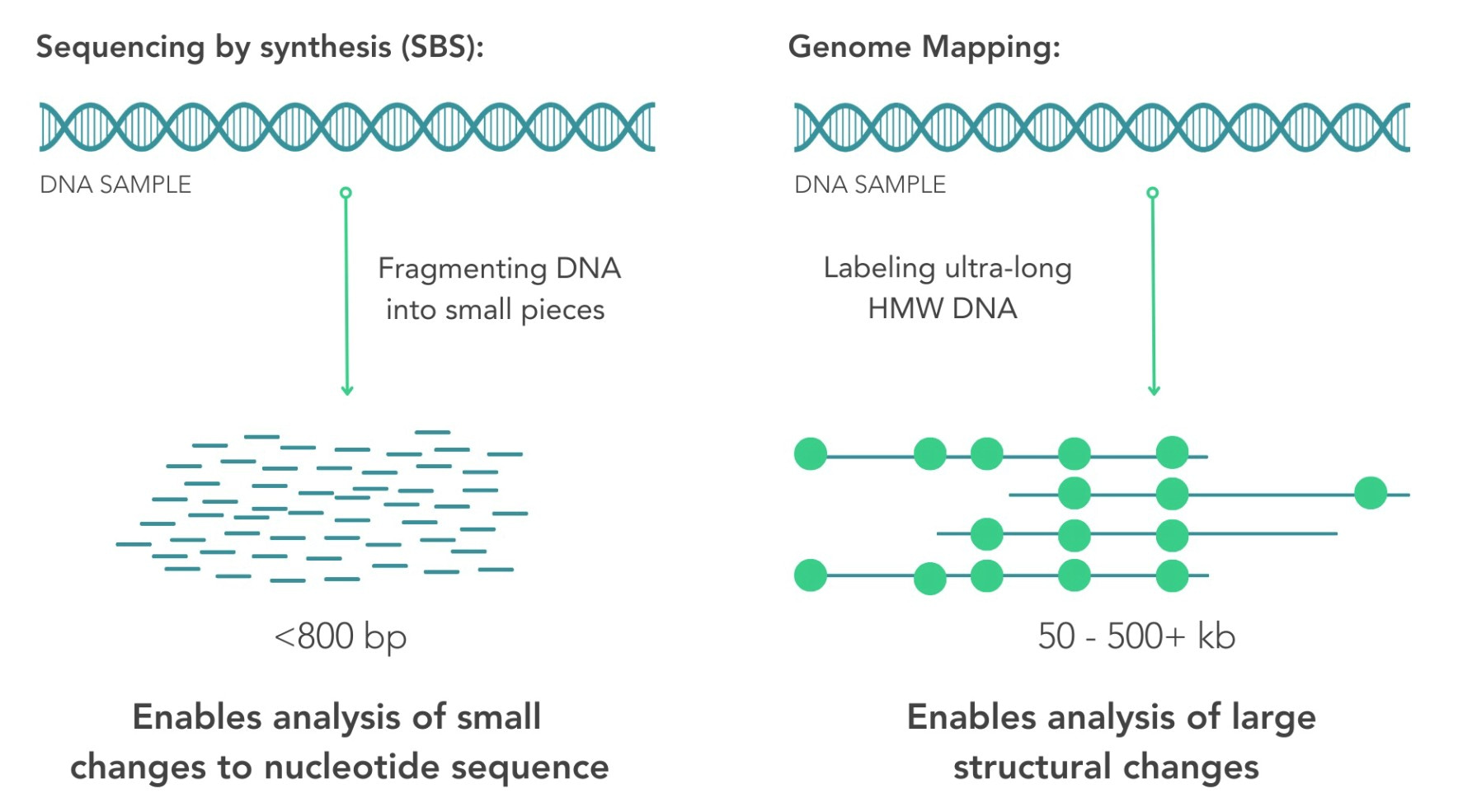 Nabsys Genome Mapping Technology Launches at ASHG 2023 - Silent Valley ...